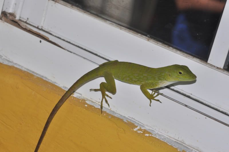 A little bit of Panama Field Herp Forum
